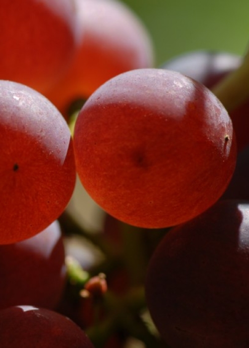 roter Gutedel ANT 0494